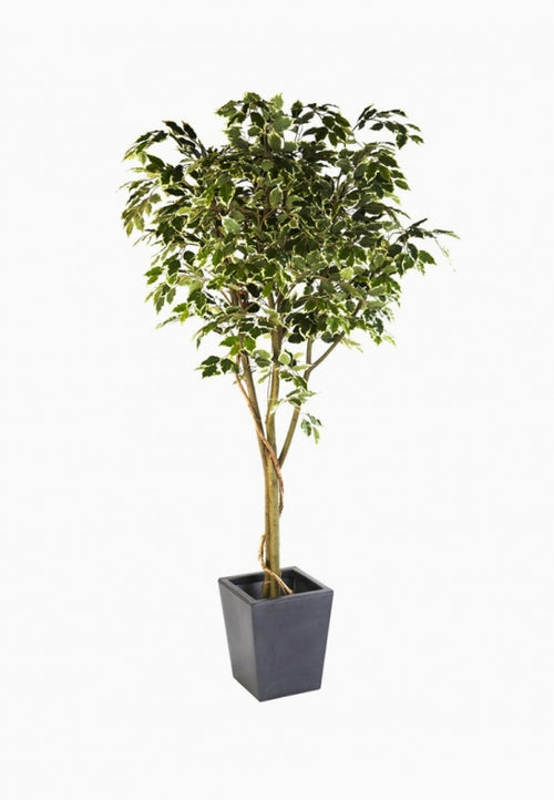 Ficus benjamina tree