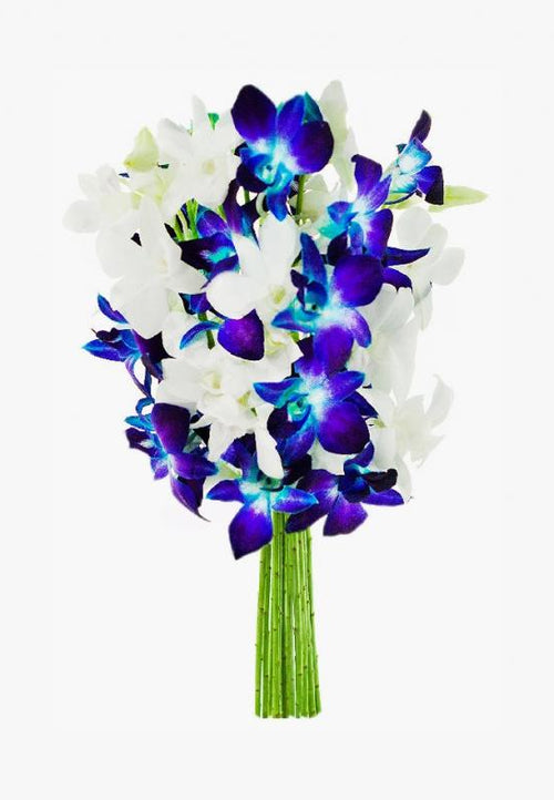 Blue Sapphire Orchids